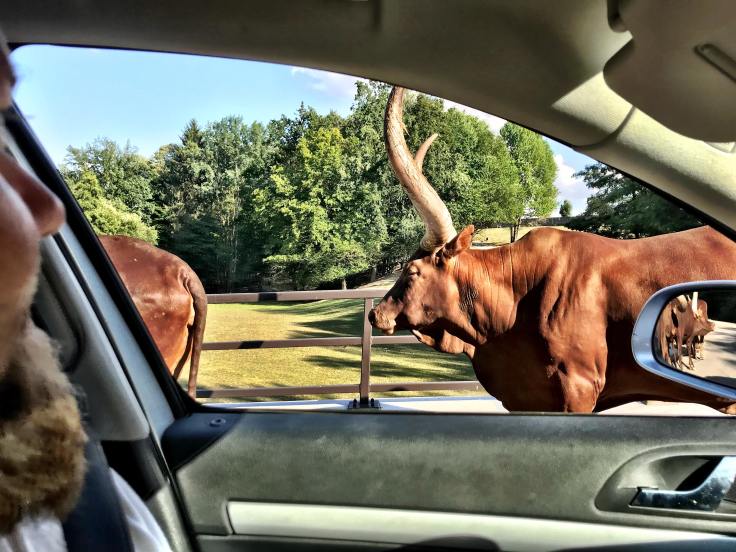 38650396_524859921302672_549534146330886144_n