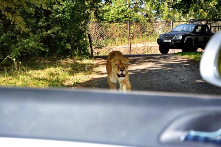 38690984_301192013949280_6095720437512142848_n