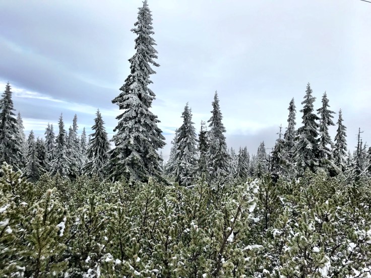 81130996-96C3-4332-B752-3041CB61C721