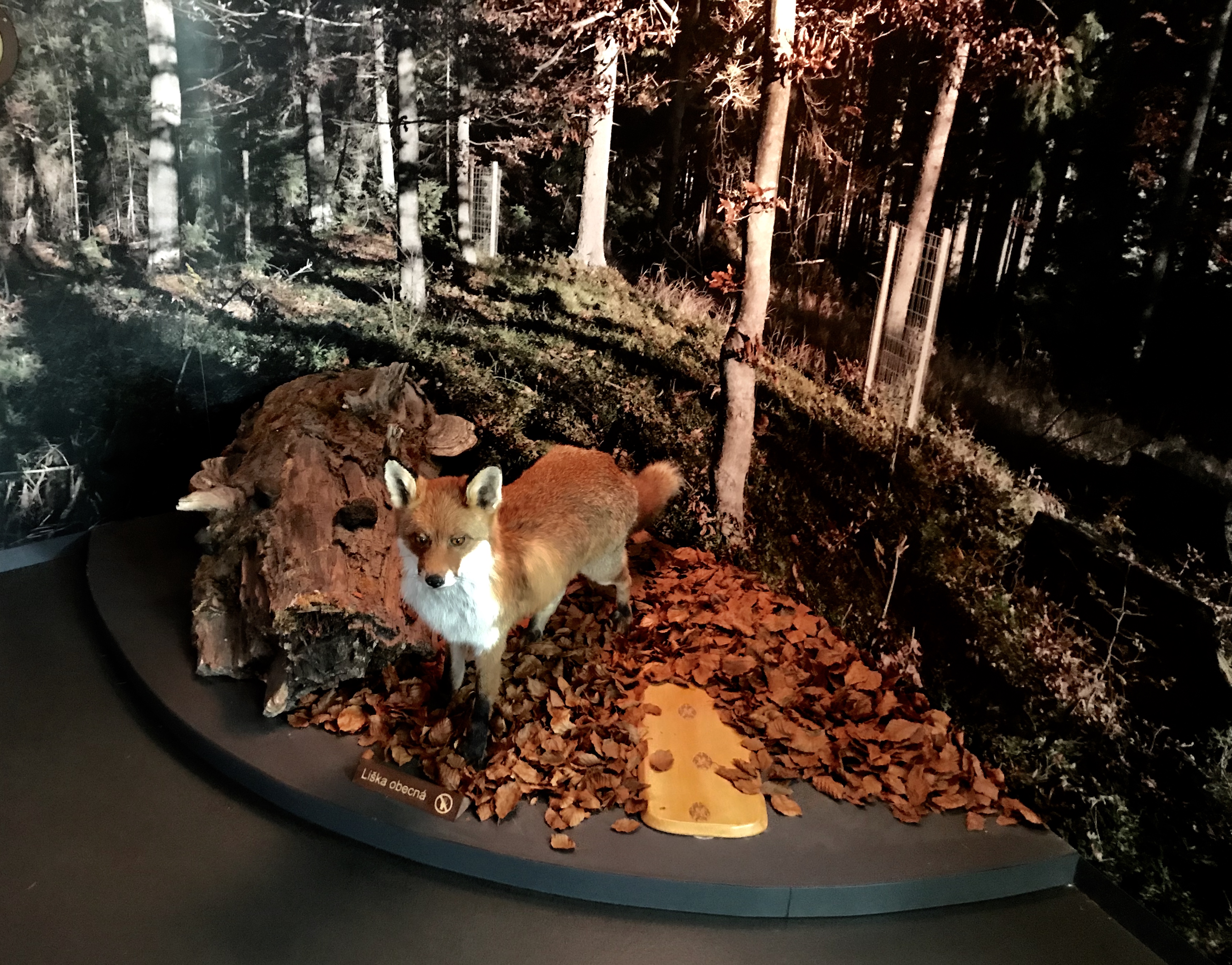 35D36799-3674-473A-AF77-BB0A43ADBC56